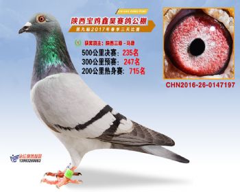 陕西宝鸡鑫昊公棚三关决赛235名