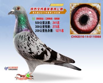陕西宝鸡鑫昊公棚三关决赛241名