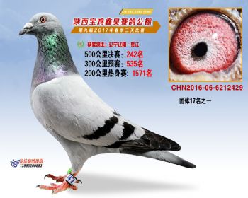 陕西宝鸡鑫昊公棚三关决赛242名