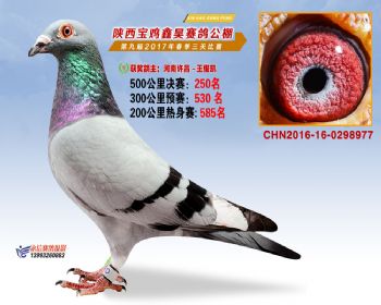 陕西宝鸡鑫昊公棚三关决赛250名