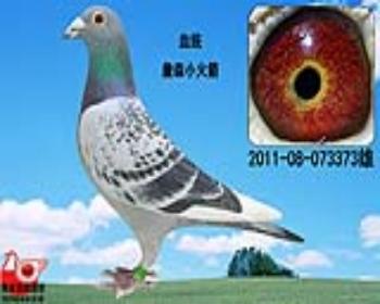 詹森小火箭373