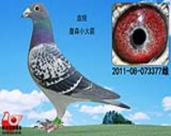 詹森小火箭377
