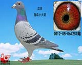 詹森小火箭287