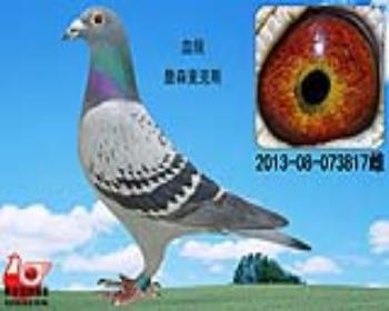 詹森麦克斯817