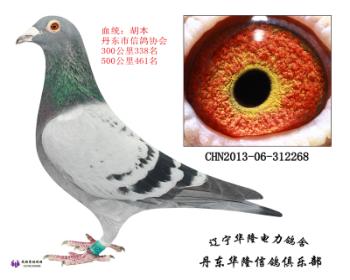 华隆种鸽