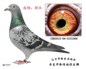 华隆种鸽