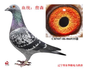 华隆种鸽