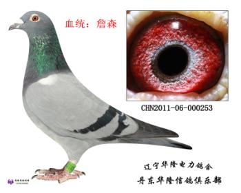 华隆种鸽