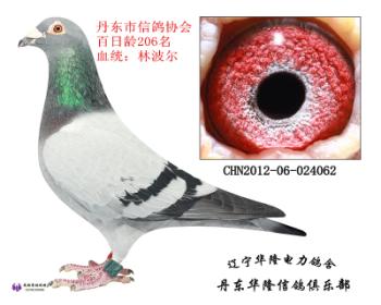 华隆种鸽