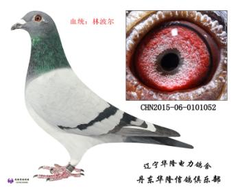 华隆种鸽