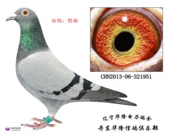 华隆种鸽