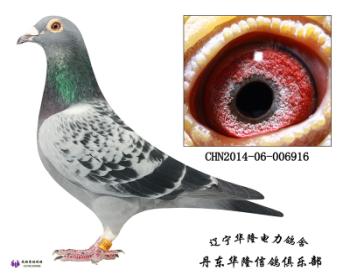 华隆种鸽