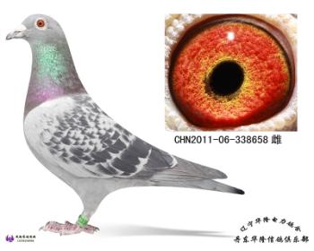 华隆种鸽