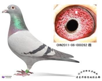 华隆种鸽
