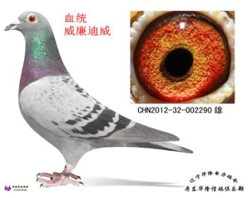 华隆种鸽