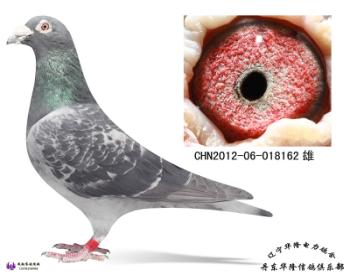 华隆种鸽