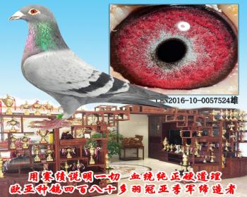 詹森427X520X427X888同父异母 近亲