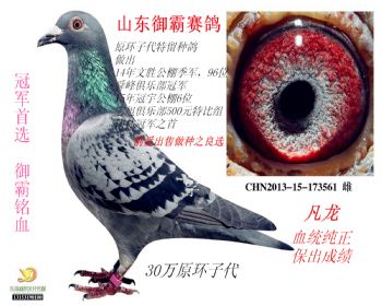 割爱出售御霸功勋鸽