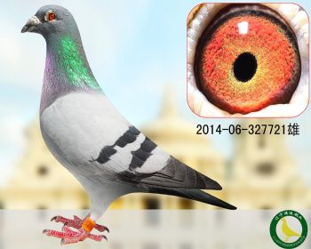 !清舍拍卖 辽宁鸿运鸽业 清舍拍卖 - 信鸽在线拍