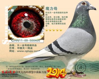 《今晚结拍》中国天一金母超级回血种鸽,高王宏黄金甲