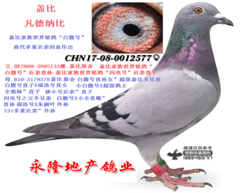 盖比铭鸽“白腹号”近亲