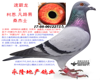速霸龙616X柯恩.凡路易桑杰士