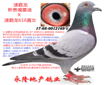 速霸龙新贵福雷迪X速霸龙616直女