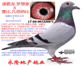 速霸龙梦想家近亲X盖比闪电号近亲