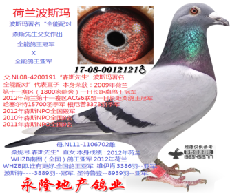 荷兰波斯玛.全能鸽王冠军父女作出