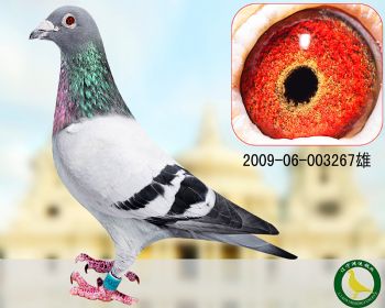 !清舍拍卖辽宁鸿运鸽业 清舍拍卖 - 信鸽在线拍