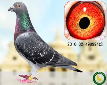 !清舍拍卖辽宁鸿运鸽业 清舍拍卖 - 信鸽在线拍