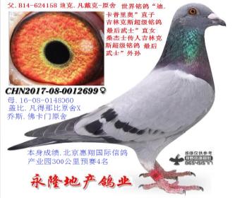 凡戴克世界铭鸽"迪卡普里奥"直系