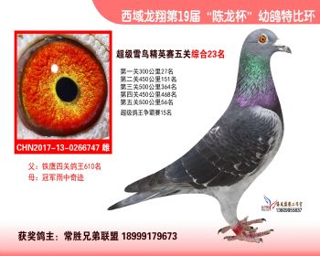 西域龙翔五关鸽王23名