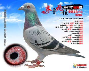 齐鲁兆佳赛鸽文化中心精英秋棚-中国信鸽信息网各地