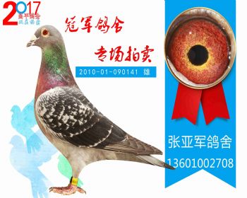 玉翅通达公棚126名 201001090141 雄