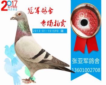 俊翔公棚300公里215名 201301151590 雄