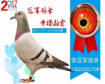 西城特比 2017011010904 雌