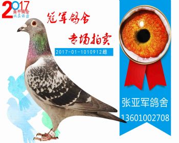 胡本X王者之王 2017011010912 雌