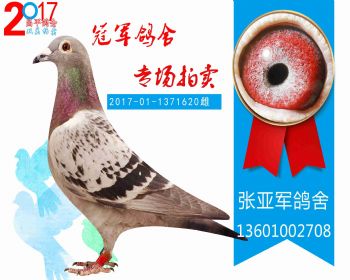 海淀特比92名 2017011371620 雌