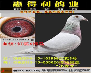 红狐3号X悍马“小龙女”直子