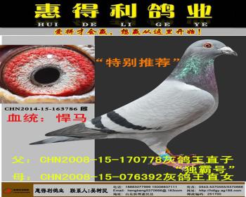 奥尔良冠军灰鸽王同父异母回血直子