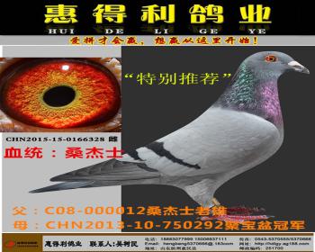 金山女神平辈桑杰士老雄X桑杰士聚宝盆冠军直女