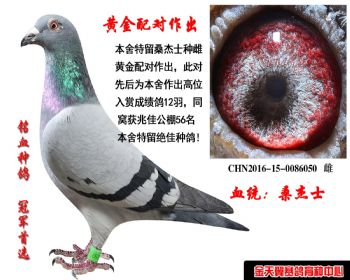 公棚速度性赛鸽——桑杰士家族 - 信鸽在线拍卖平台