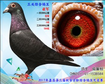 亚军 威廉杨参考雌