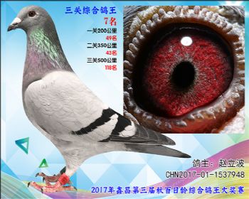 7名 赵立波戈马利黑杰克血系参考雄