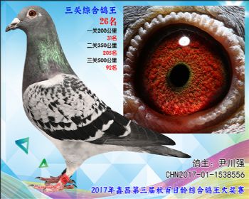 26 尹川强乔司迪诺盖比血系参考雌