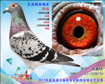 32 威廉杨参考雄