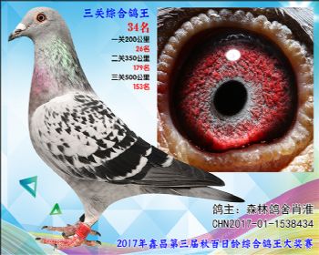 34 森林鸽舍肖淮参考雌