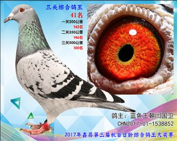 41 蓝色王朝闫国卫参考雌