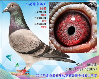 54福运来红狐X穆利门参考雄